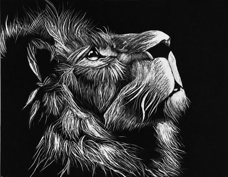 Scratchboard Realism · Scratchboard, A high-contrast lion study created entirely through subtractive mark-making, scratching away the black surface to reveal white beneath in a process where each mark is effectively permanent.