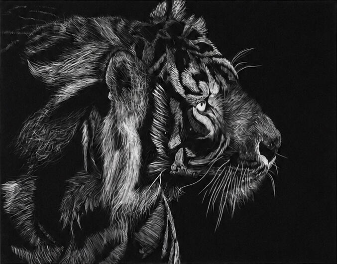 Scratchboard Realism · Scratchboard, A tiger study built through thousands of subtractive marks.
