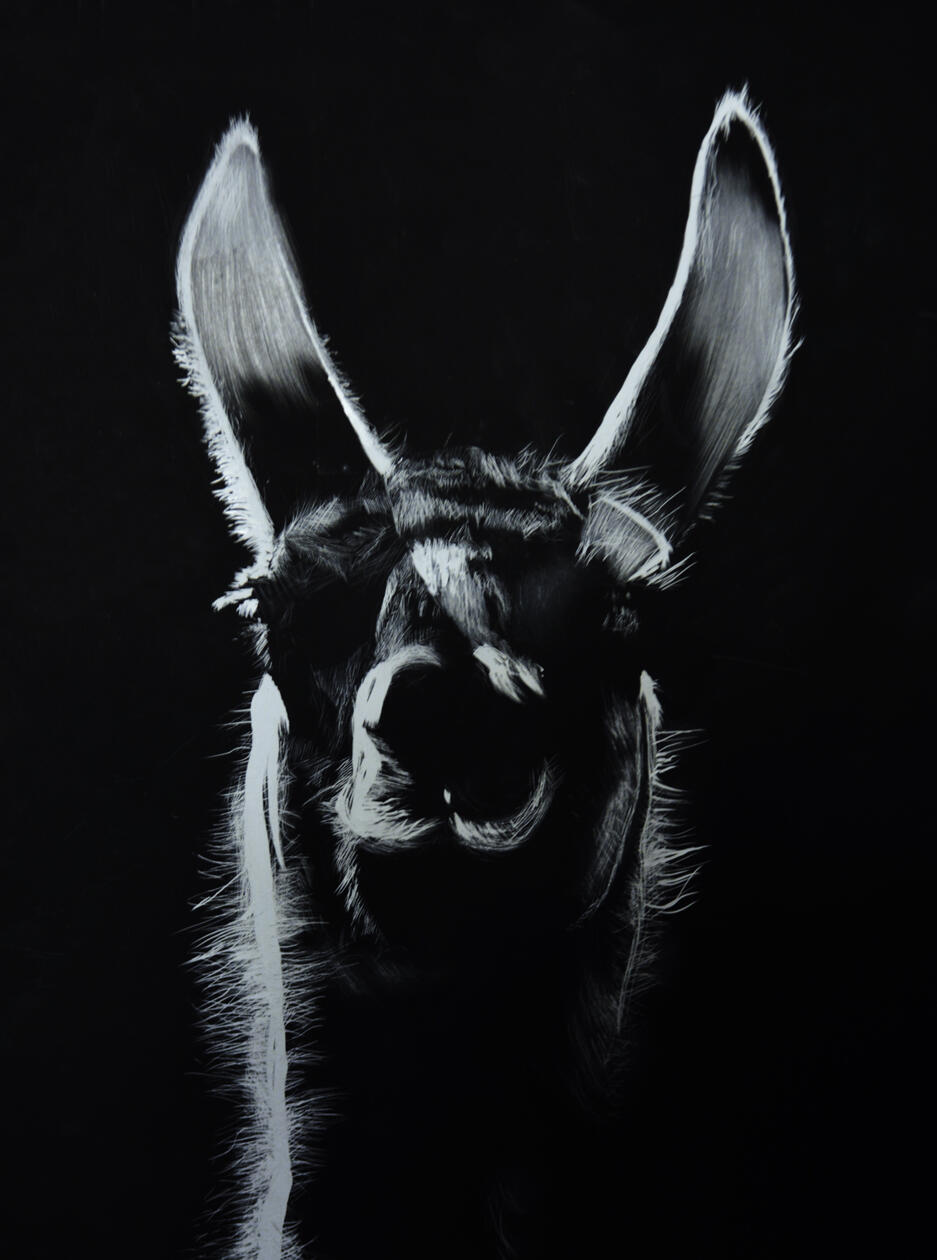 Scratchboard Realism · Scratchboard, A high-contrast animal study created by scratching through a black surface to reveal white beneath. This unforgiving process makes each mark permanent.