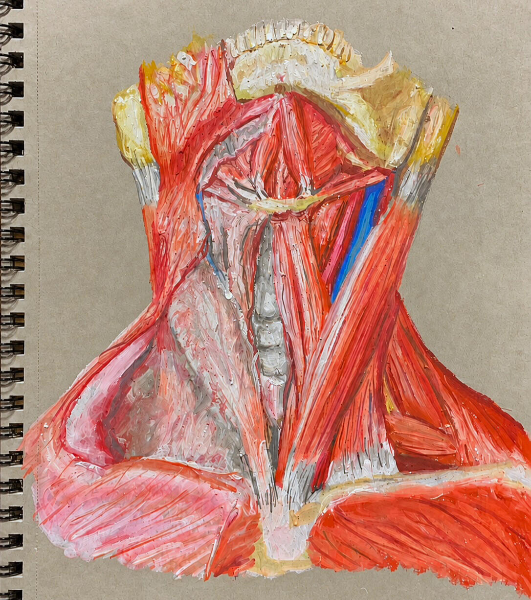 Academic Anatomical Study · Pastel crayon on toned paper, An anatomical study of the musculature and structures of the neck, inspired by Netter.
